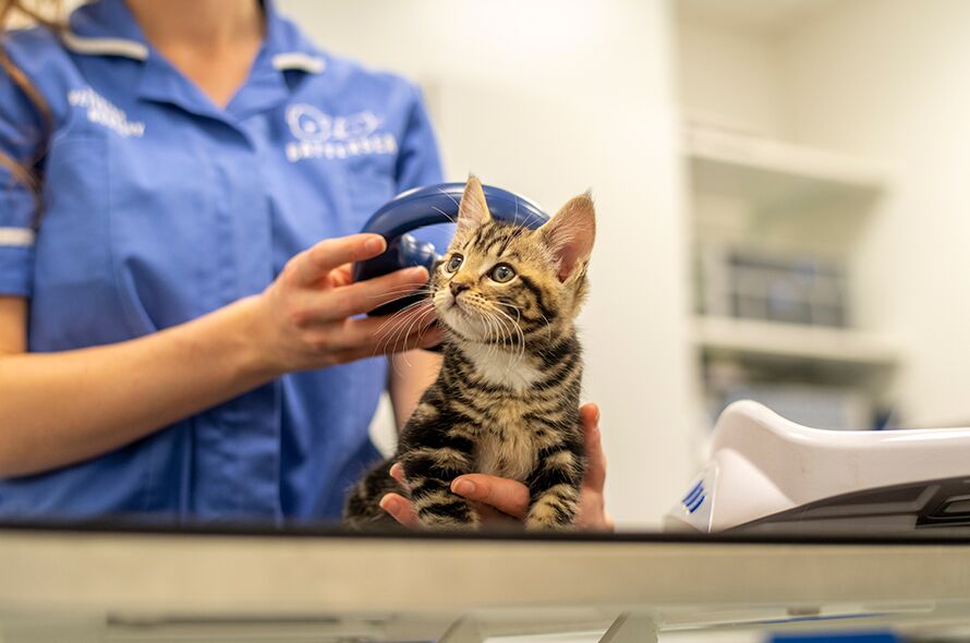 Search cat hot sale microchip